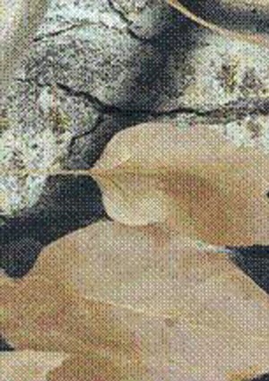 wtp-253_river_ghost_new