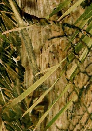 wtp-265_marsh_mimicry